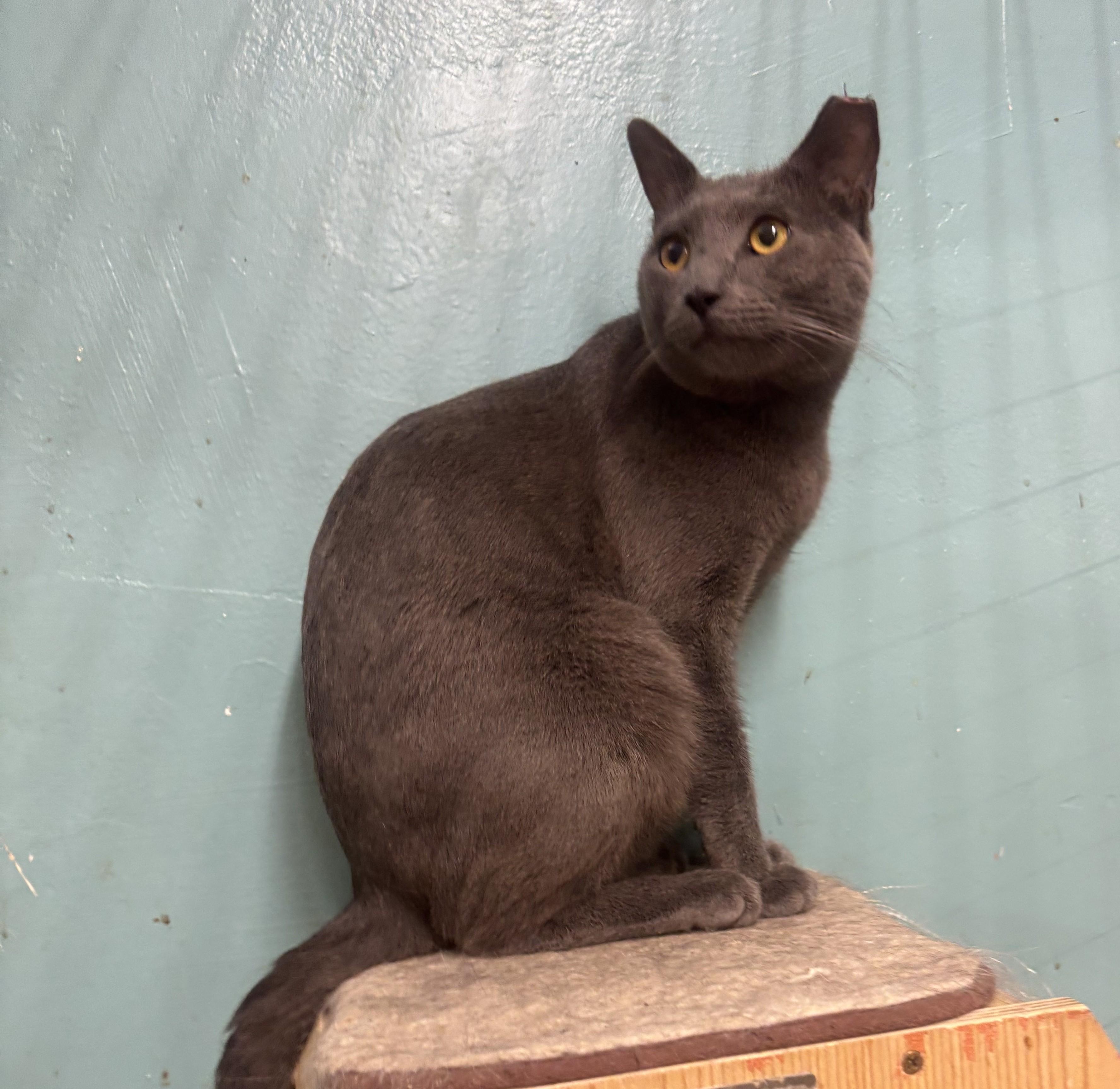 Enlarge Pluto, an adopted Russian Blue in Whittier, CA image 5/5