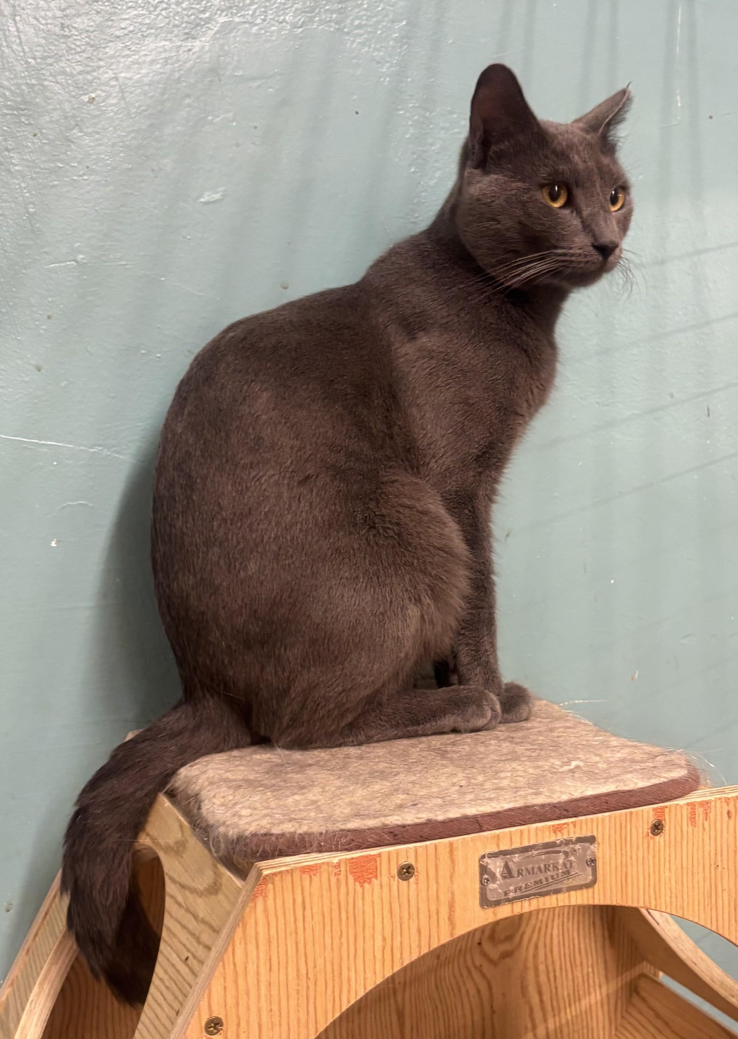 Enlarge Pluto, an adopted Russian Blue in Whittier, CA image 3/5