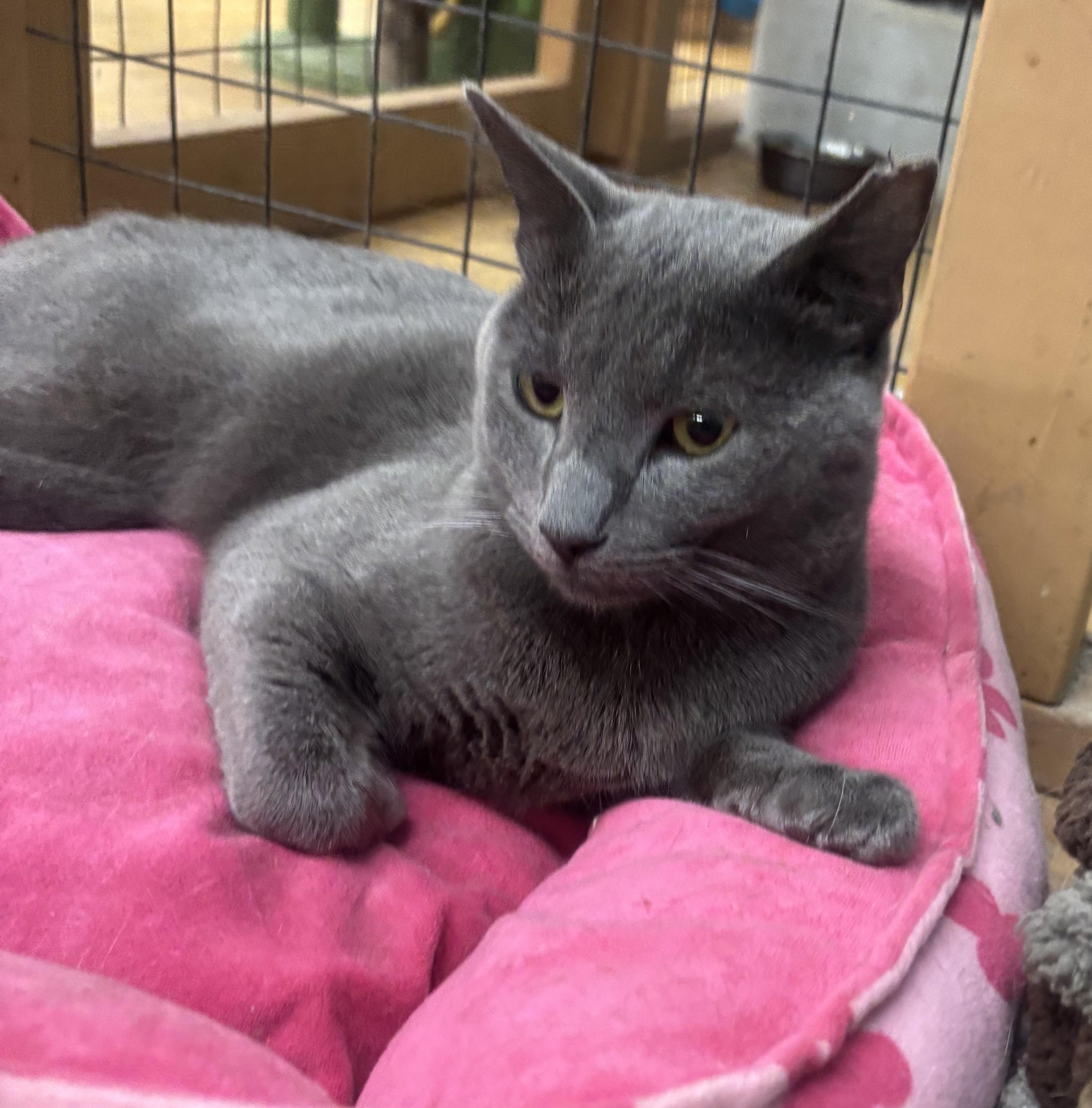 Enlarge Pluto, an adopted Russian Blue in Whittier, CA image 4/5