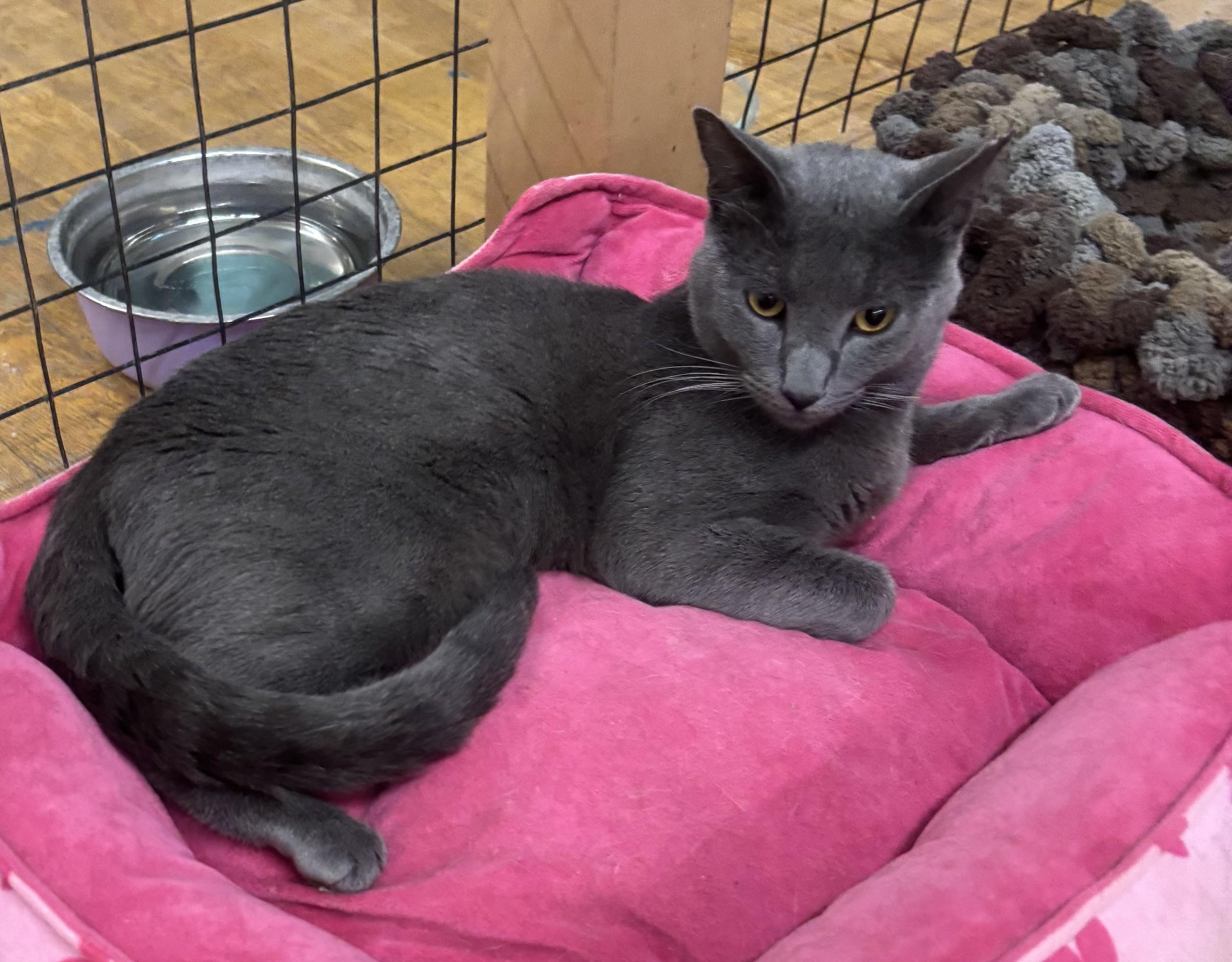 Enlarge Pluto, an adopted Russian Blue in Whittier, CA image 2/5