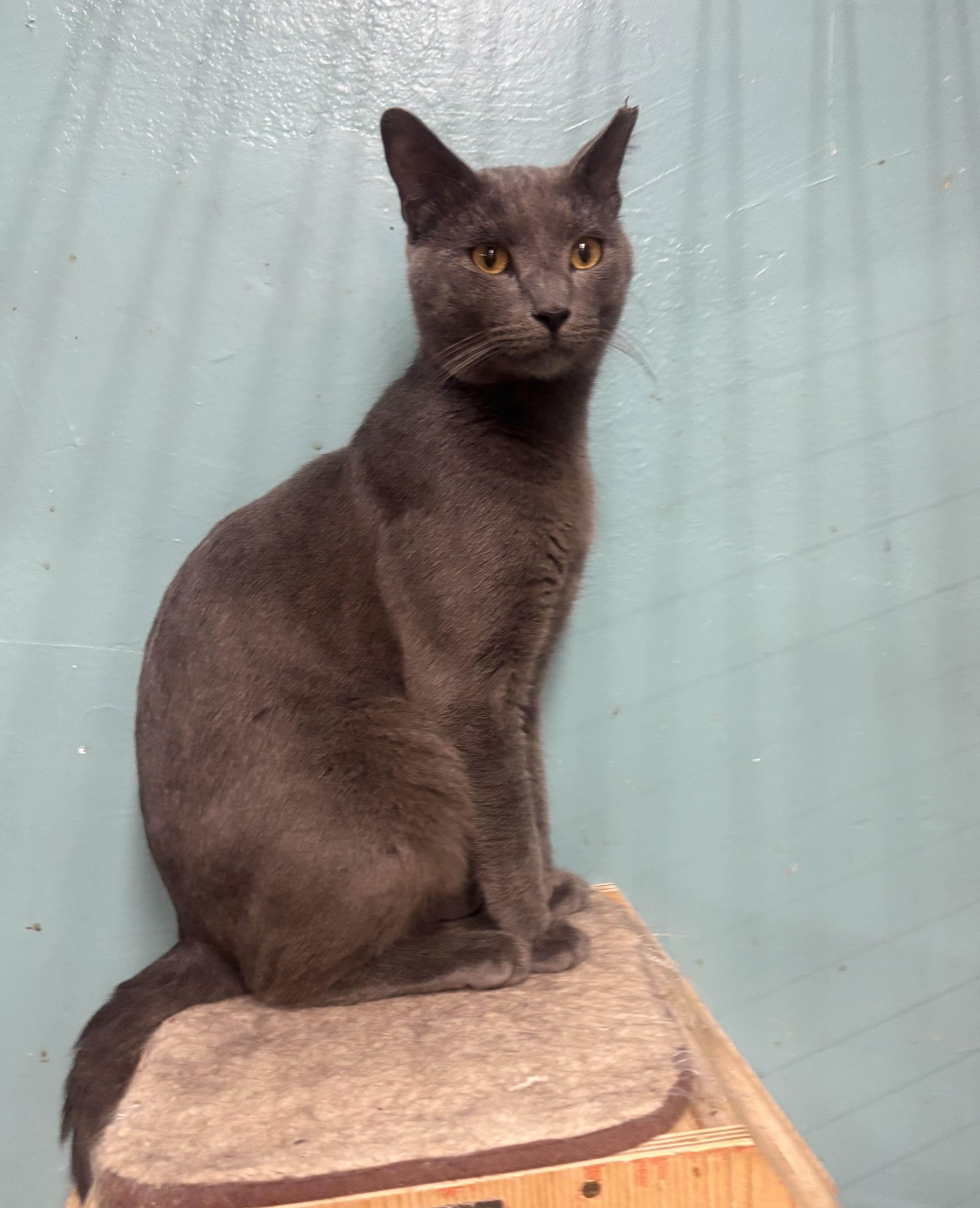 Pluto, adopted, Adult Male Russian Blue.