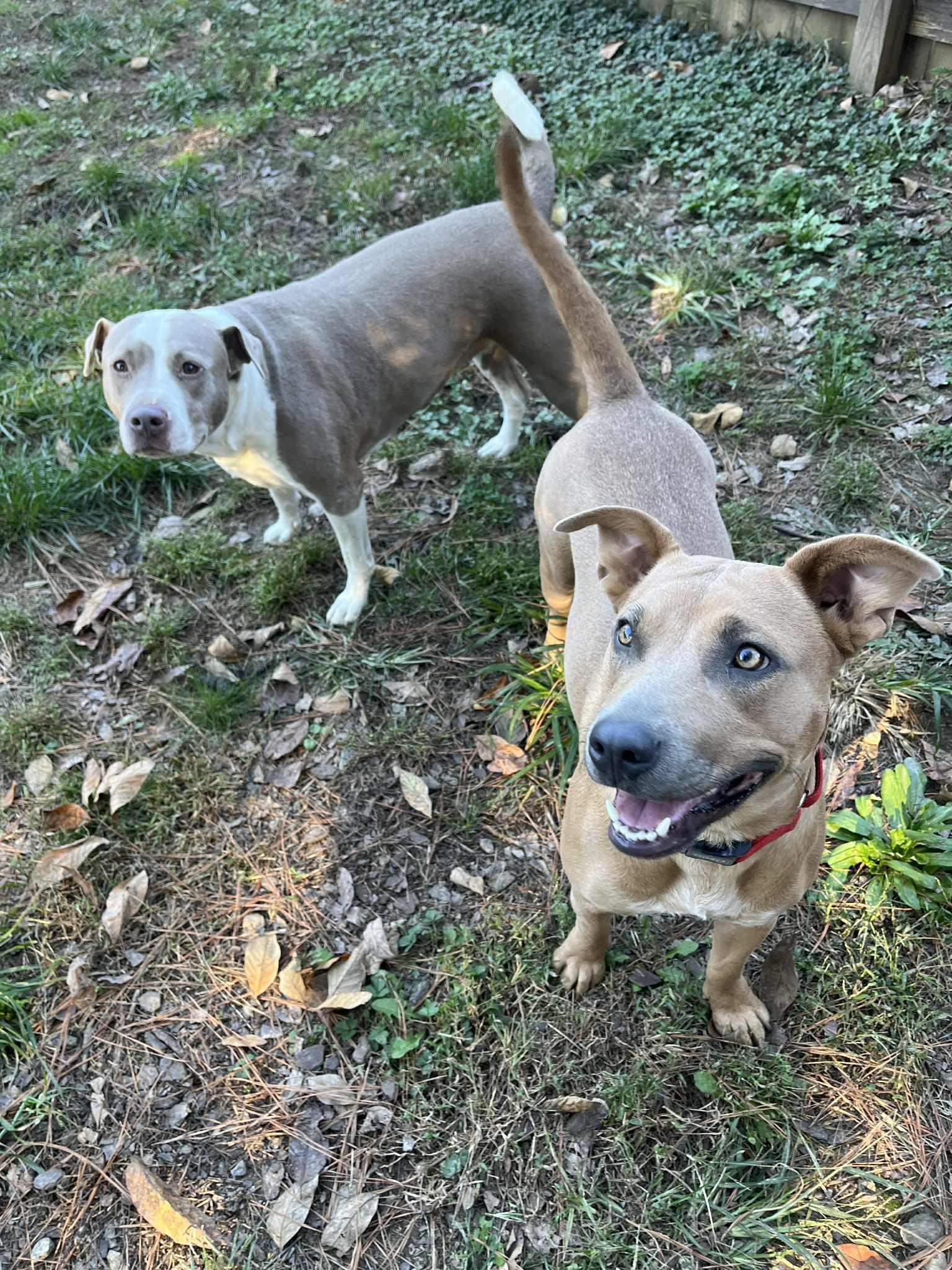 Serena, a Adoptable mixed breed in Cumming, GA image 4/5