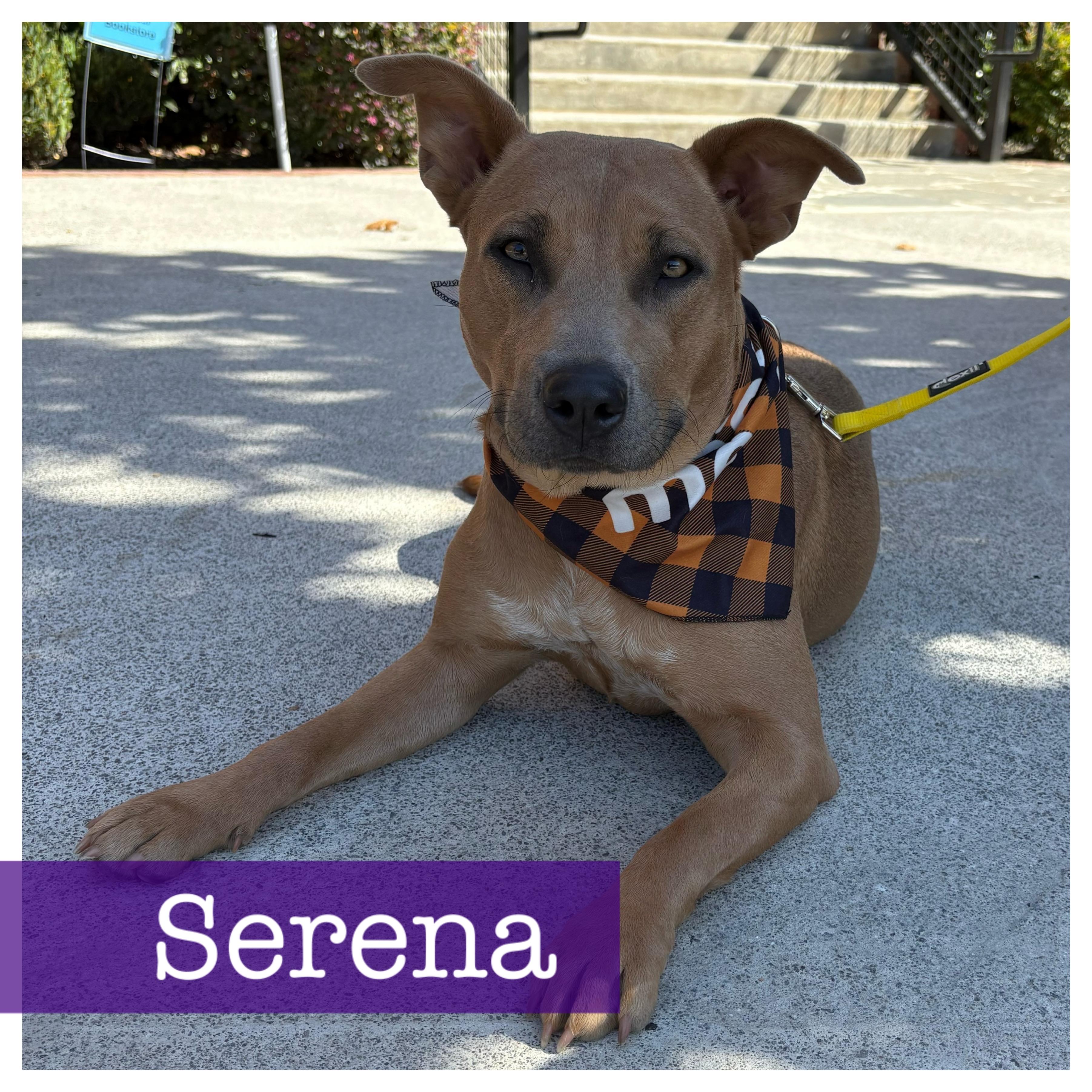 Serena, a Adoptable mixed breed in Cumming, GA image 2/5