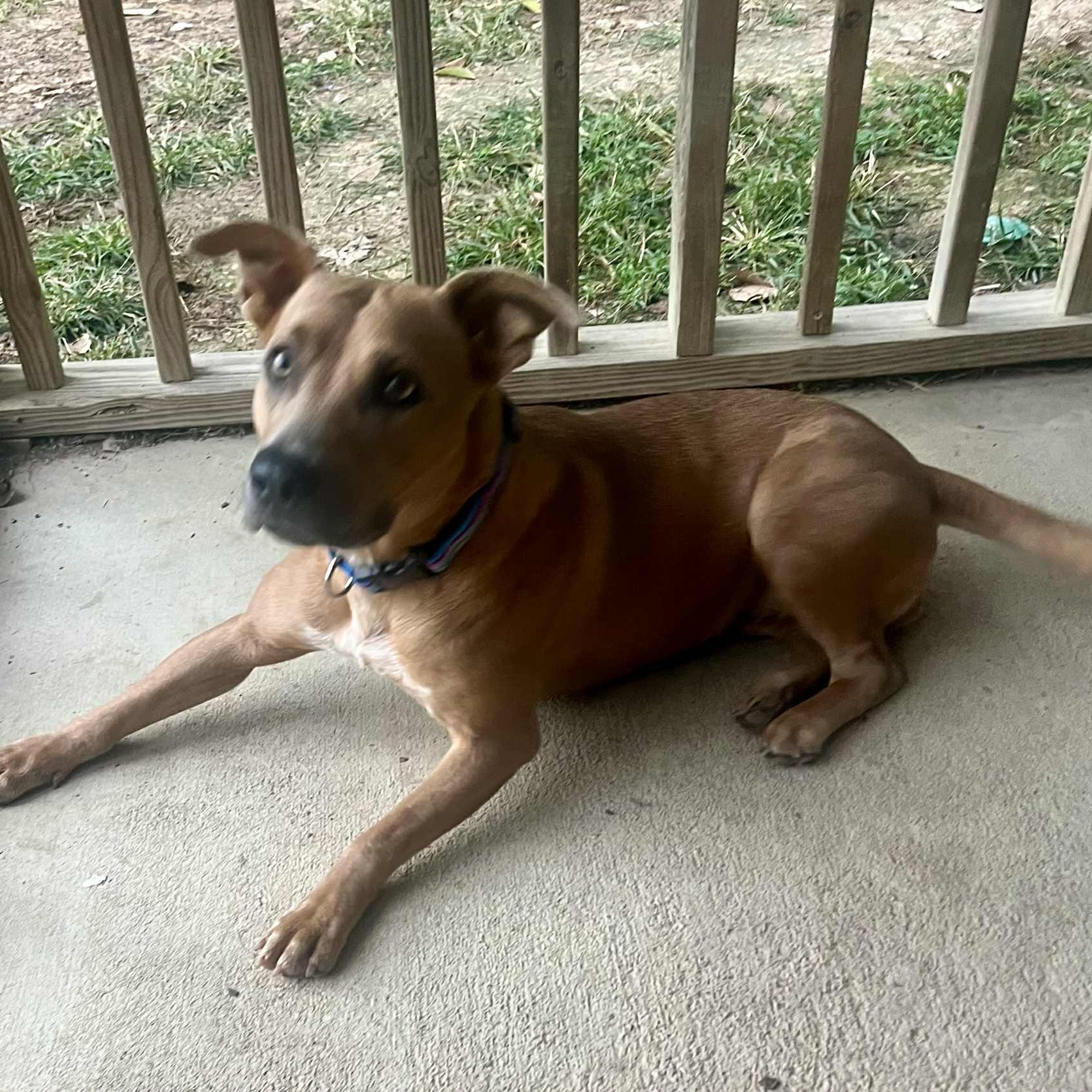 Serena, a Adoptable mixed breed in Cumming, GA image 3/5