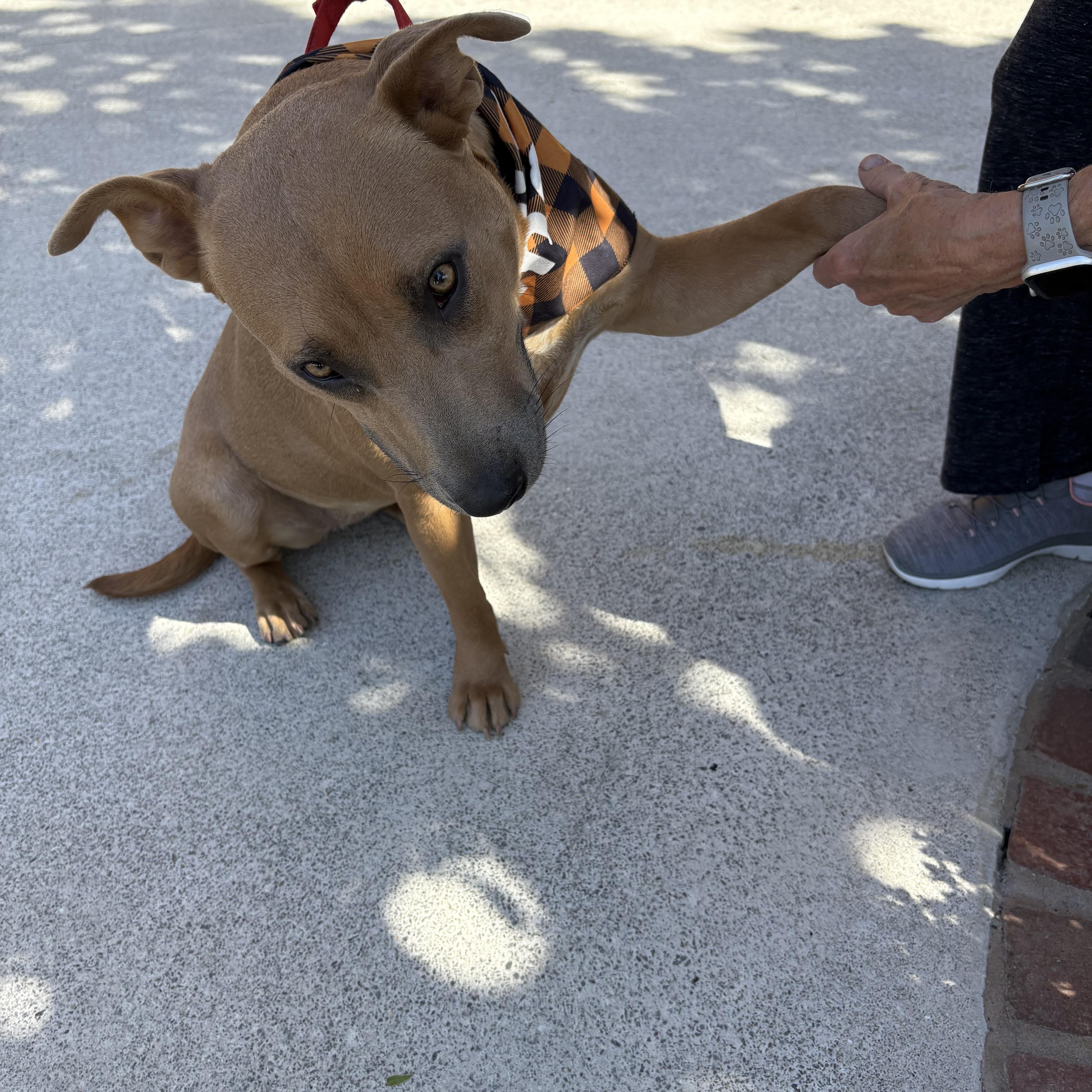 Serena, a Adoptable mixed breed in Cumming, GA image 5/5