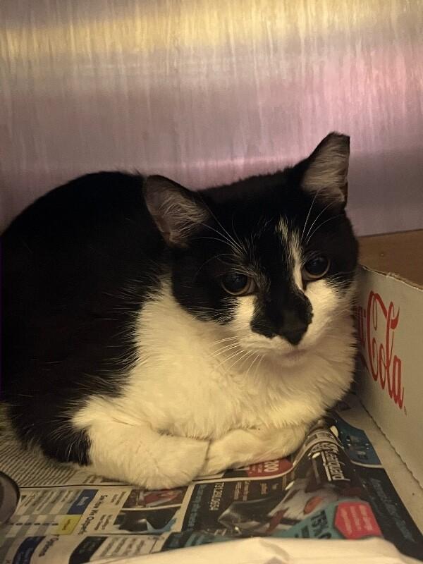 Lucky Flickerman, Adoptable, Adult Male Domestic Short Hair.