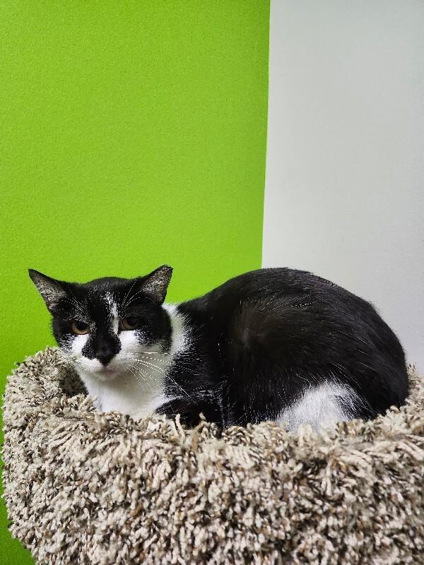 Enlarge Lucky Flickerman, a Adoptable Domestic Short Hair in Jackson, TN image 2/2