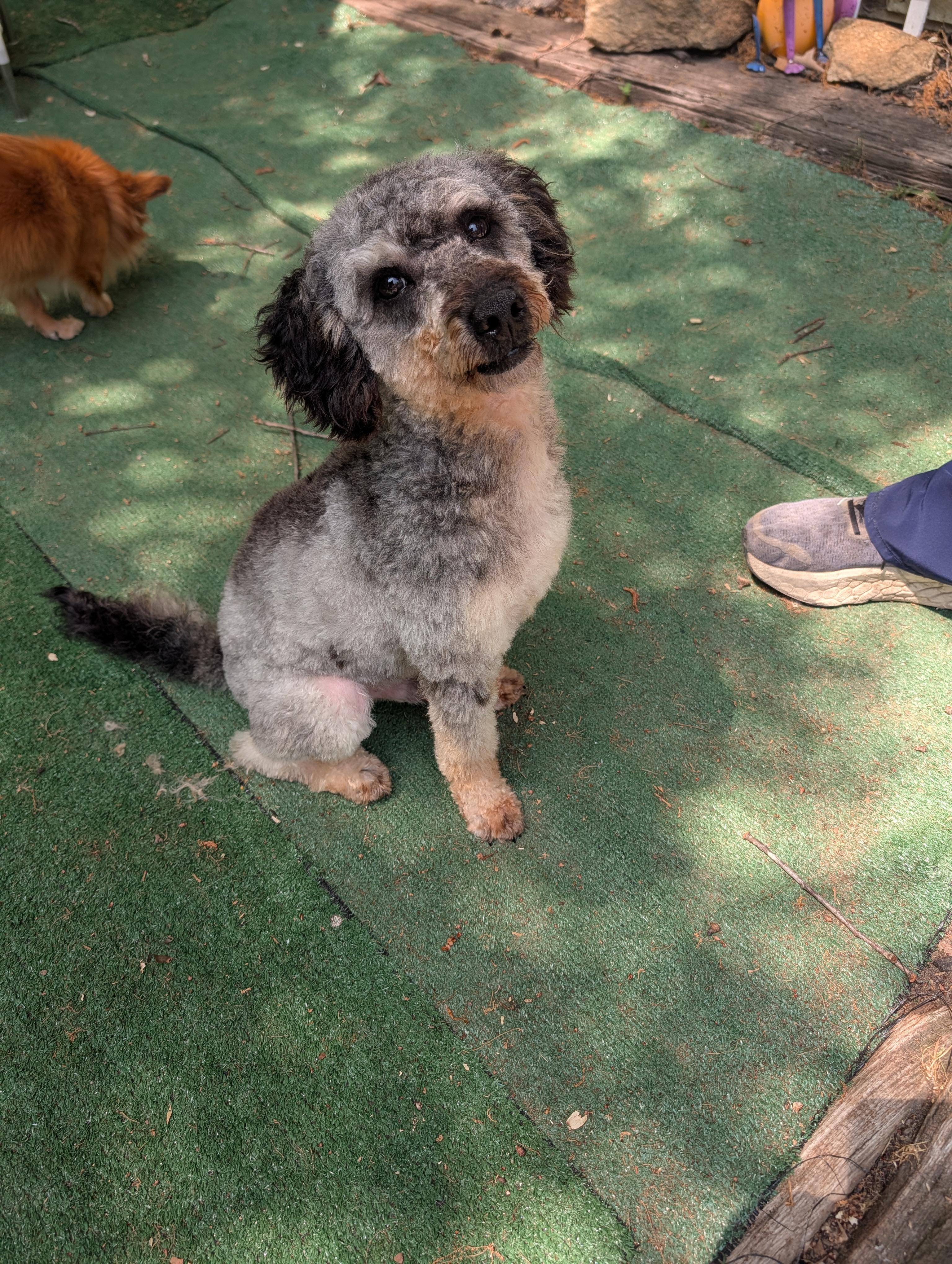 Enzo, adopted, Young Male Miniature Poodle & Miniature Schnauzer.