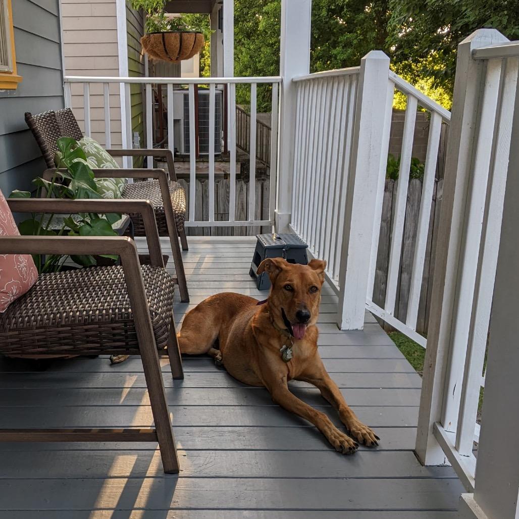 Enlarge Shiva (Reduced Rover), a Adoptable mixed breed in New Orleans, LA image 1/6
