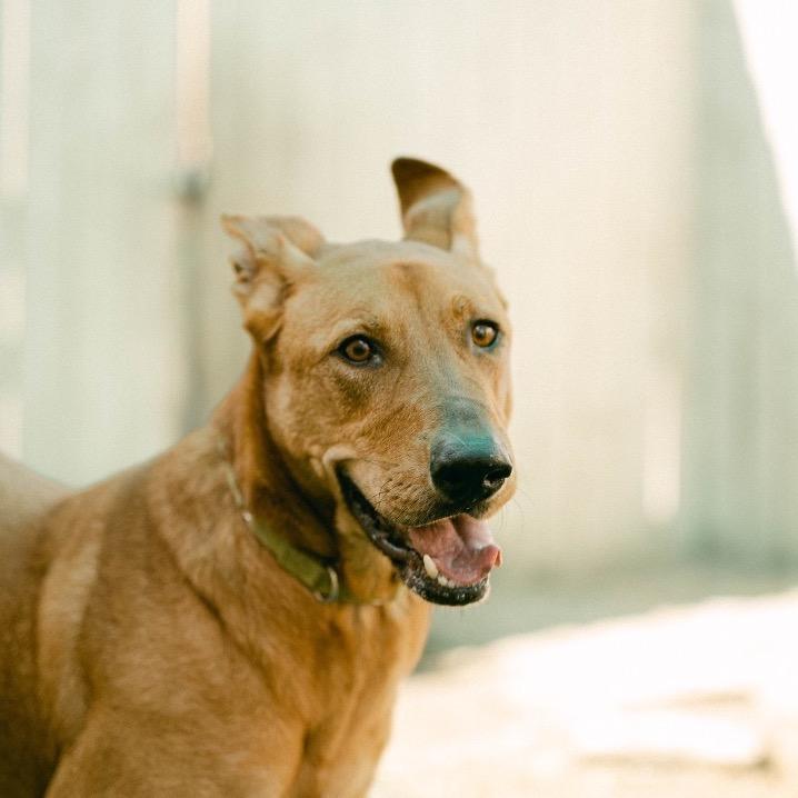 Shiva (Reduced Rover), a Adoptable mixed breed image 2/6