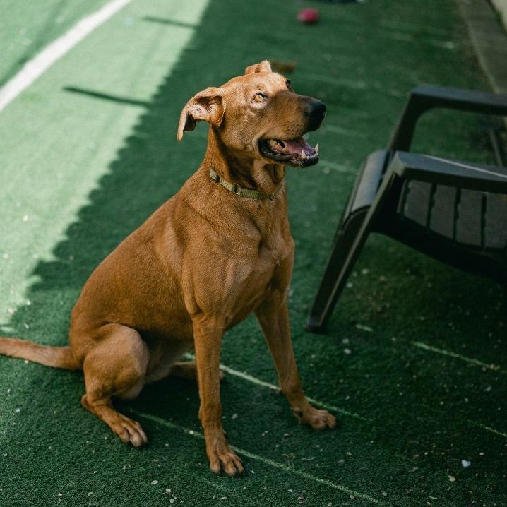 Shiva (Reduced Rover), a Adoptable mixed breed image 4/6