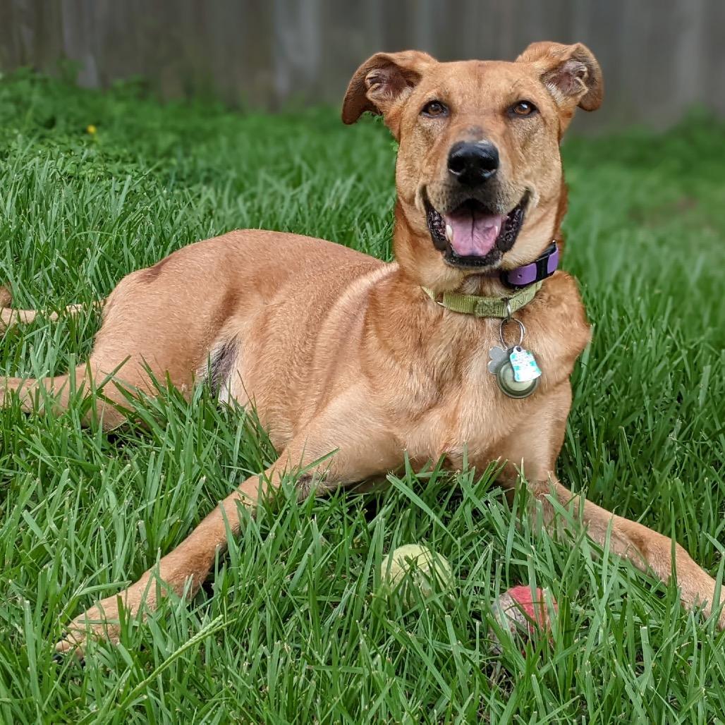 Shiva (Reduced Rover), a Adoptable mixed breed image 5/6