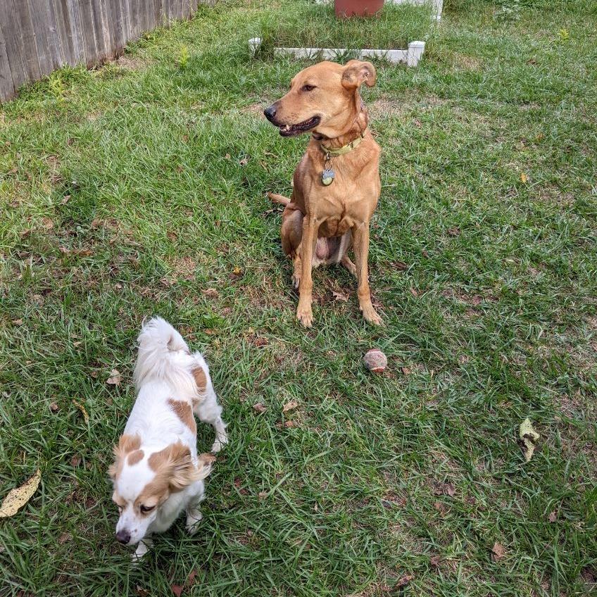 Enlarge Shiva (Reduced Rover), a Adoptable mixed breed in New Orleans, LA image 6/6