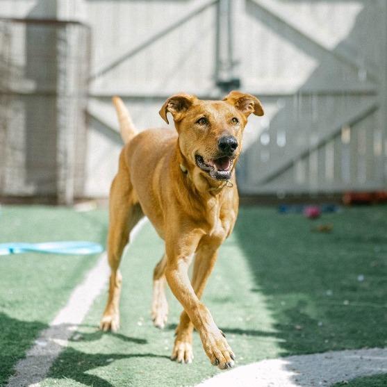 Shiva (Reduced Rover), a Adoptable mixed breed image 6/6