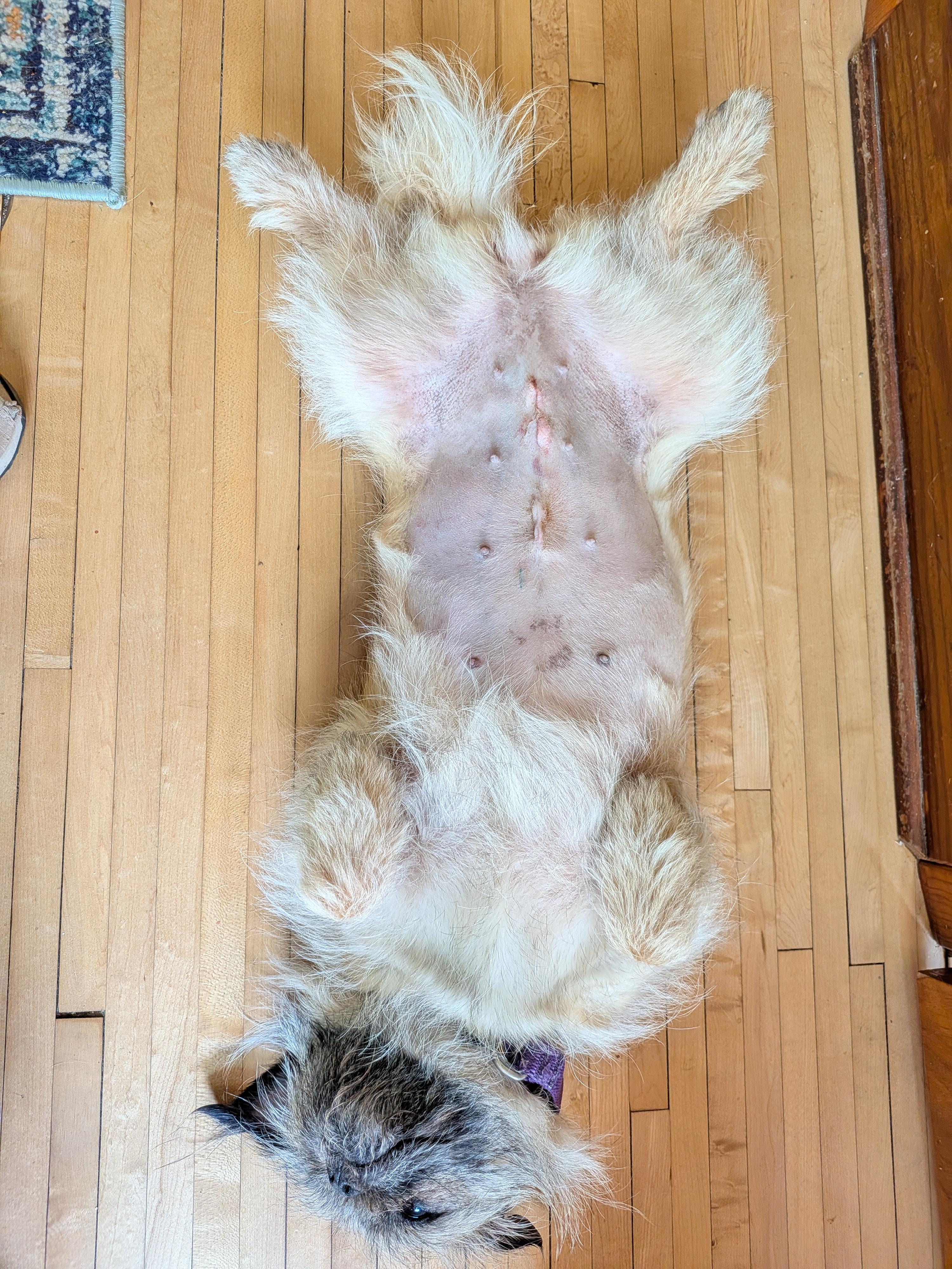 Marley - Loves people sooo sweet, a ADOPTABLE mixed breed in Oshkosh, WI image 4/6