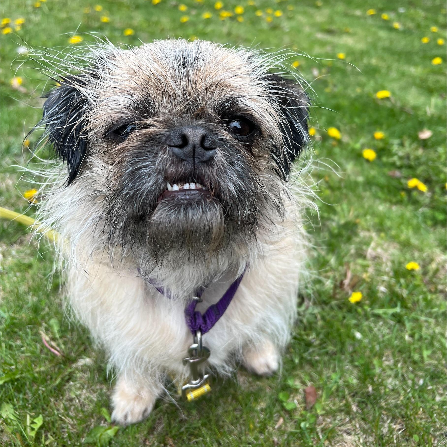Marley - Loves people sooo sweet, a ADOPTABLE mixed breed in Oshkosh, WI image 5/6