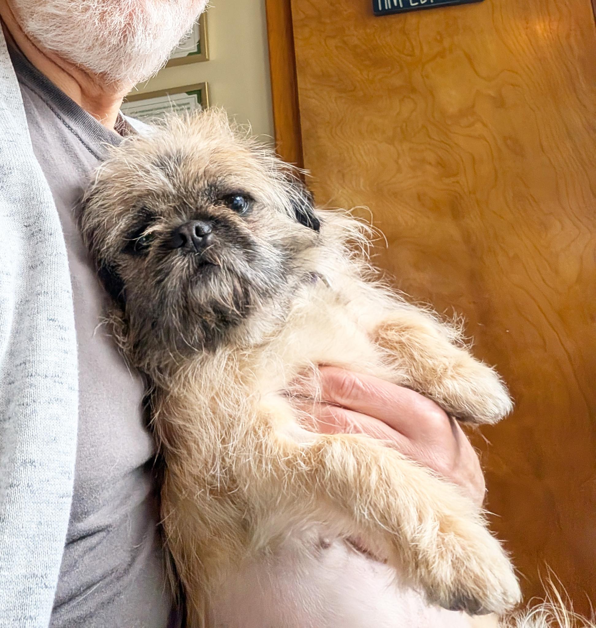 Marley - Loves people sooo sweet, a ADOPTABLE mixed breed in Oshkosh, WI image 2/6