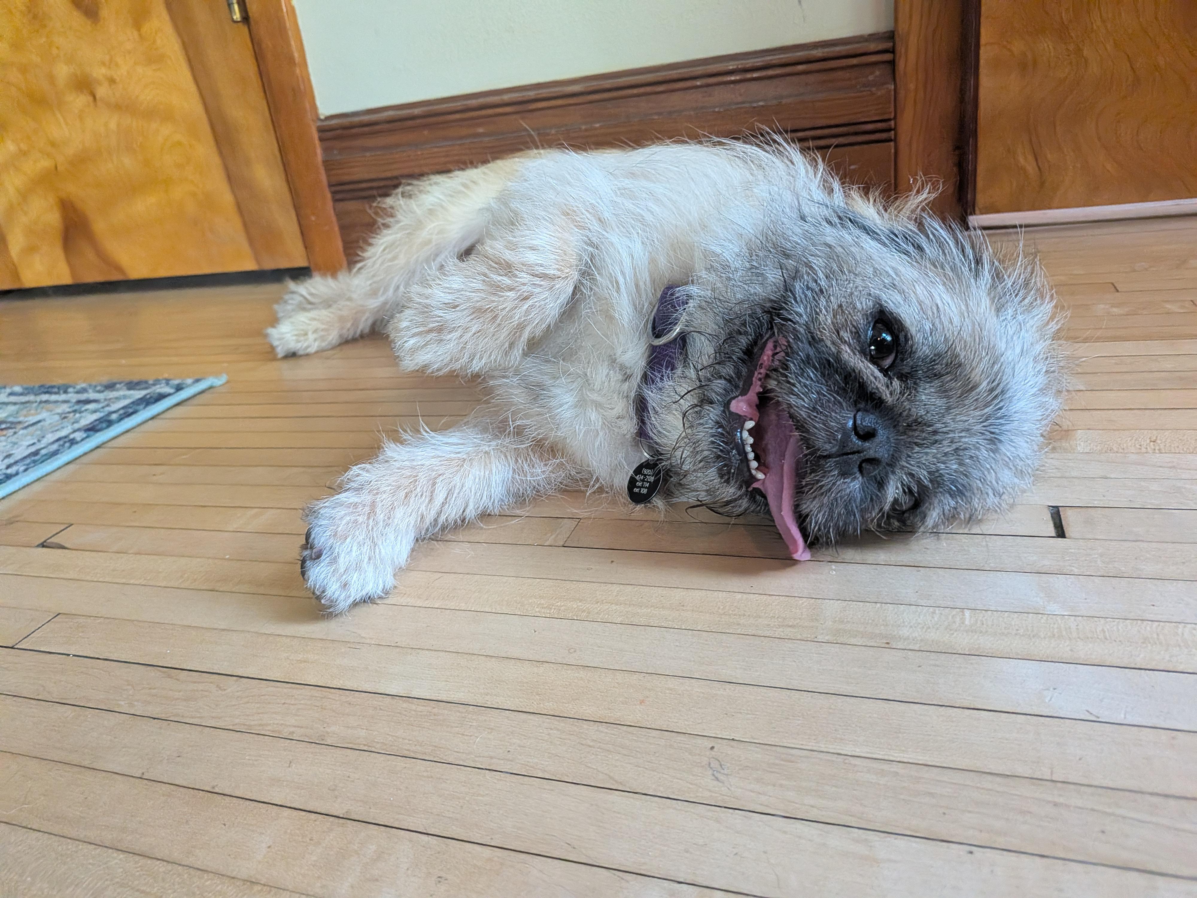 Marley - Loves people sooo sweet, a ADOPTABLE mixed breed in Oshkosh, WI image 3/6
