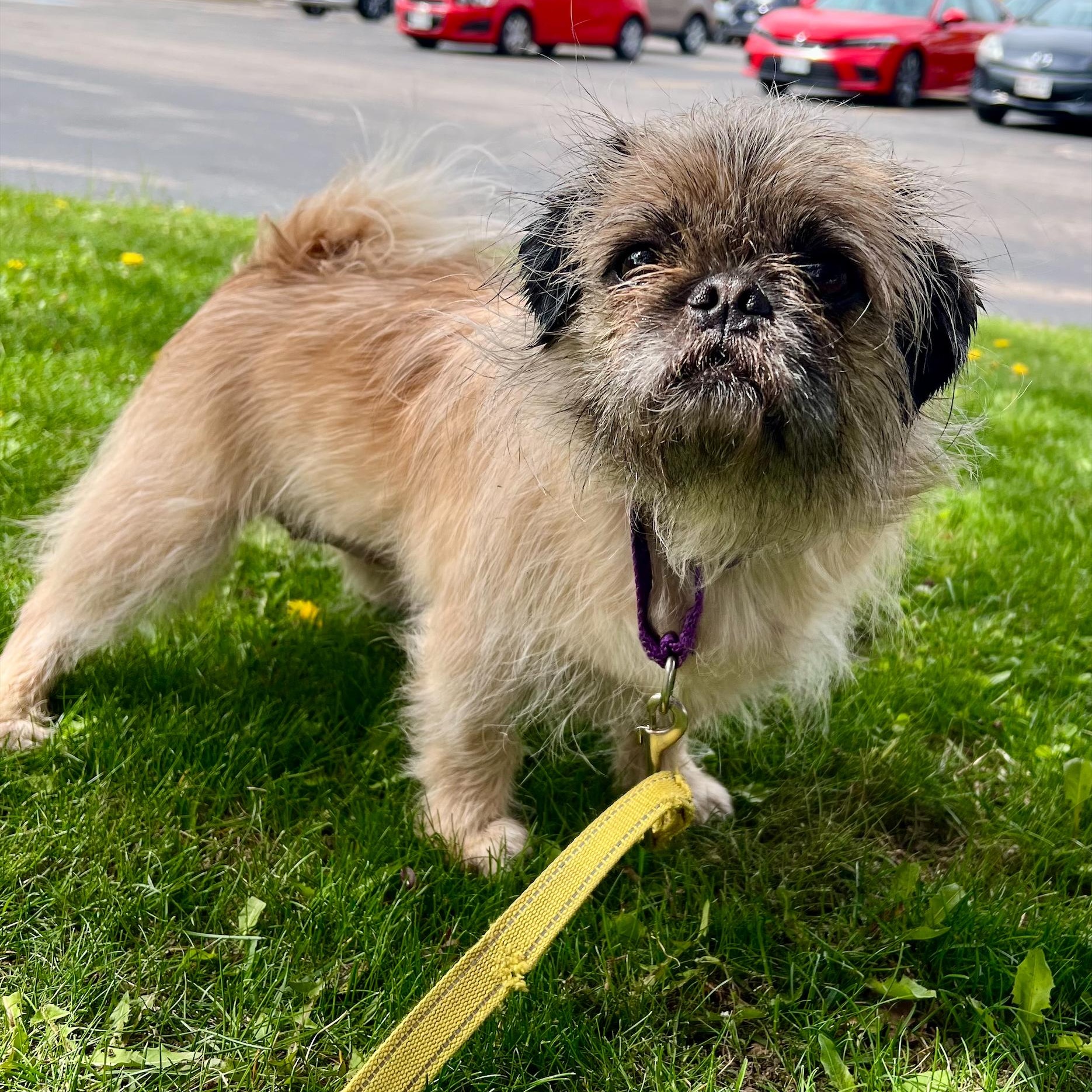 Marley - Loves people sooo sweet, a ADOPTABLE mixed breed in Oshkosh, WI image 6/6