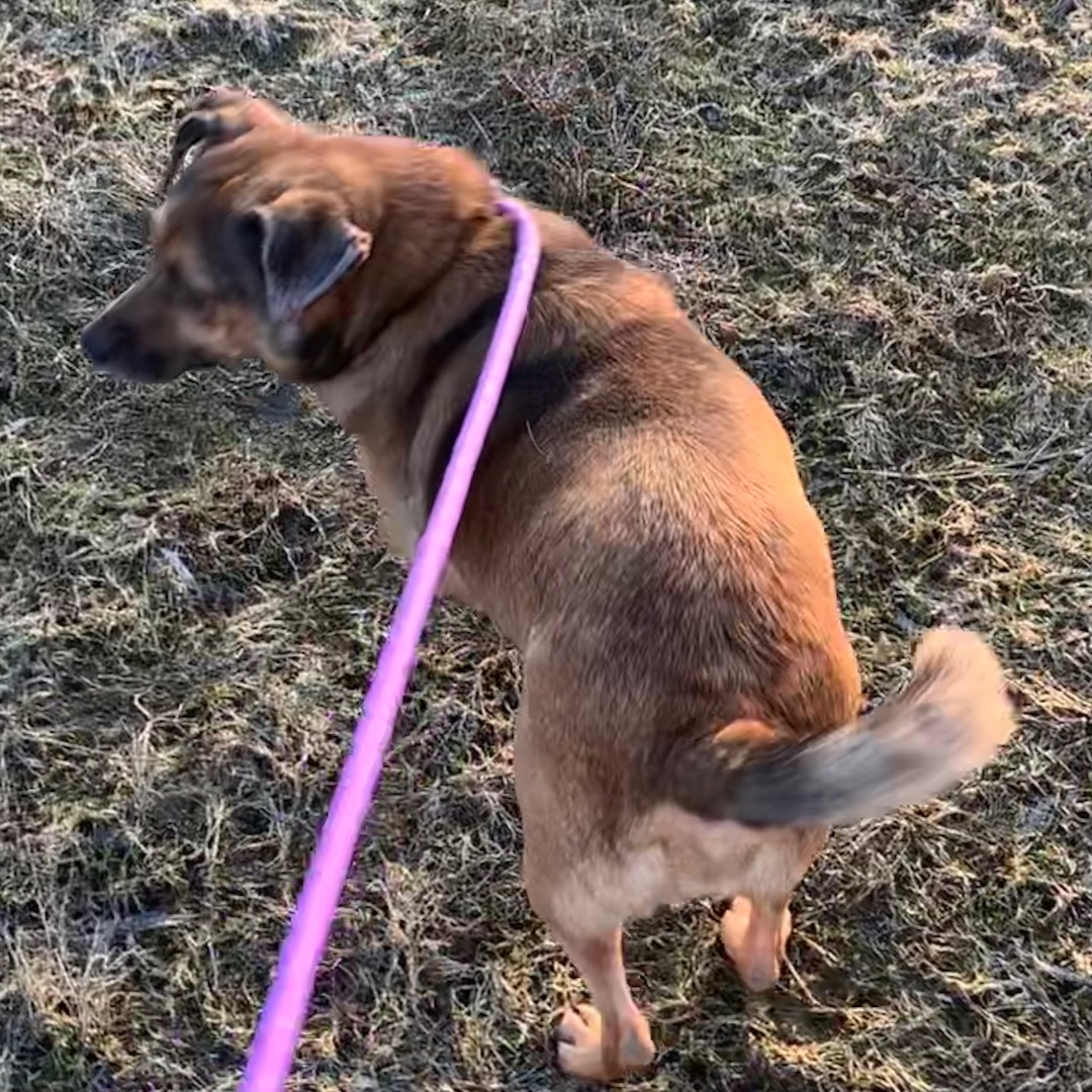 Lady & Zeus, a Adoptable mixed breed image 3/7