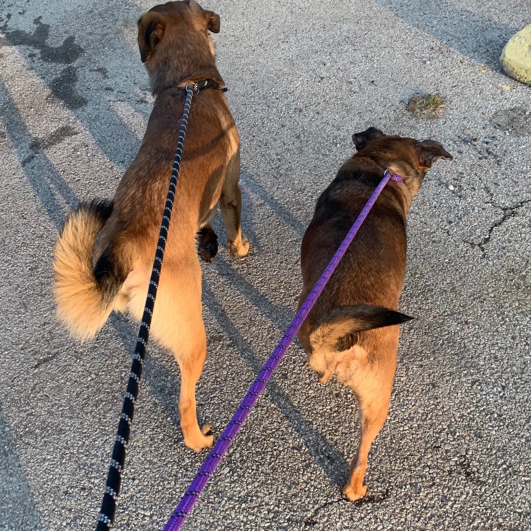 Lady & Zeus, Adoptable, Adult Female Terrier.