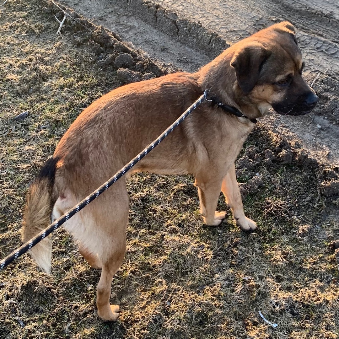 Lady & Zeus, a Adoptable mixed breed image 4/7