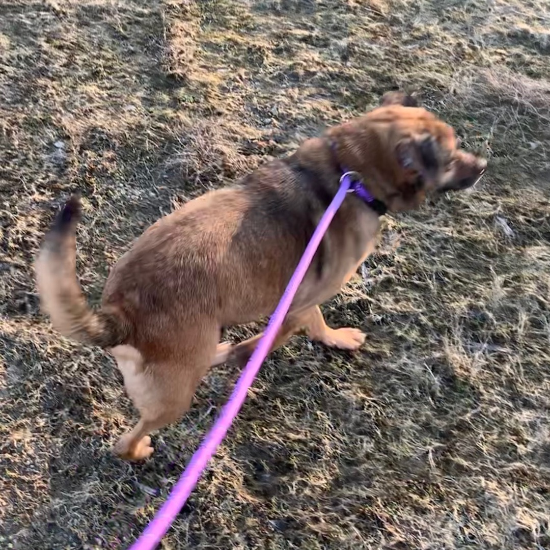 Lady & Zeus, a Adoptable mixed breed image 6/7