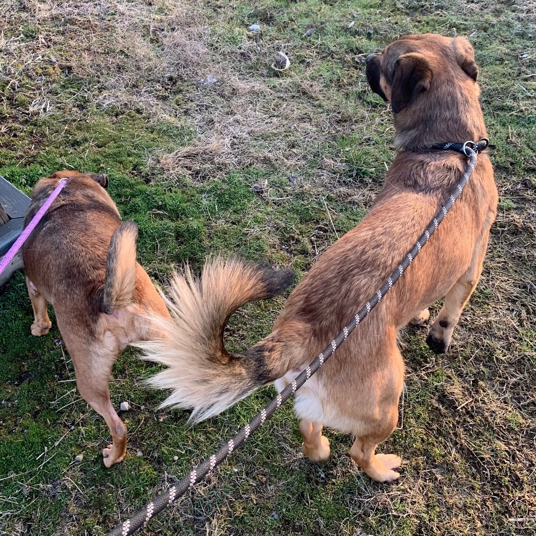 Enlarge Lady & Zeus, a Adoptable mixed breed image 7/7