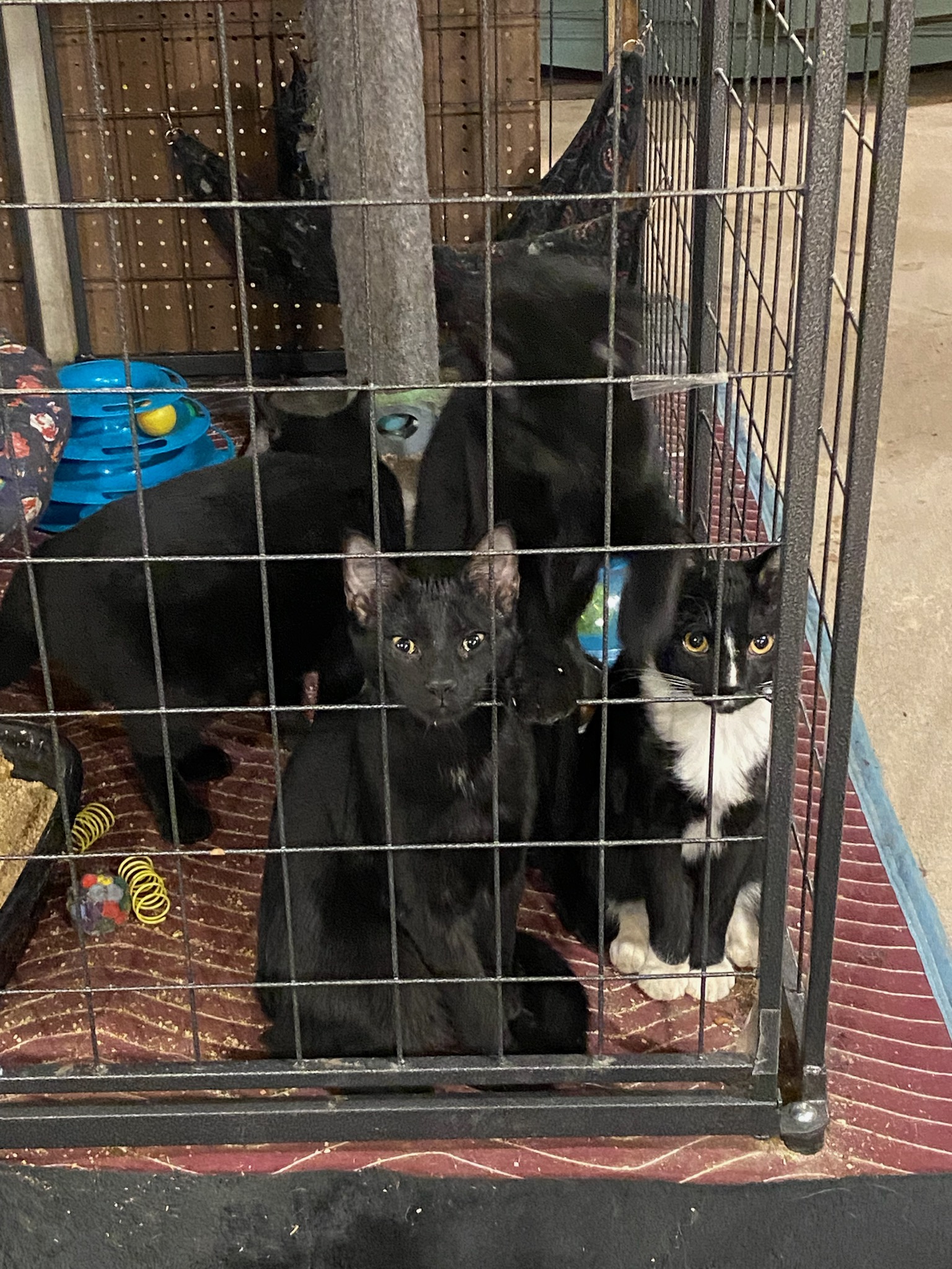 Enlarge Kelsie, a Adopted Domestic Short Hair in Rochester, NY image 3/5