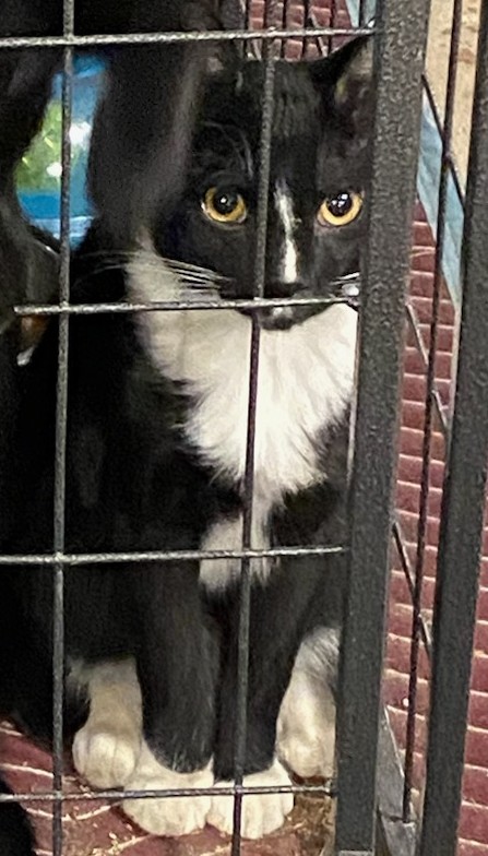 Enlarge Kelsie, a Adopted Domestic Short Hair in Rochester, NY image 2/5