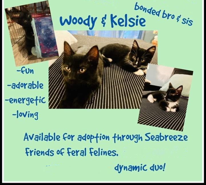 Enlarge Kelsie, a Adopted Domestic Short Hair in Rochester, NY image 4/5