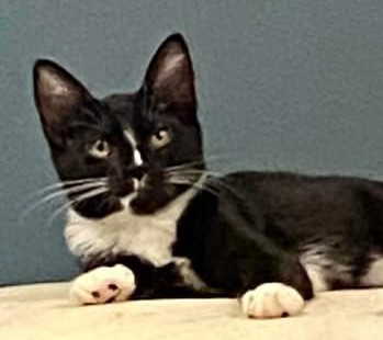 Enlarge Kelsie, a Adopted Domestic Short Hair in Rochester, NY image 1/5