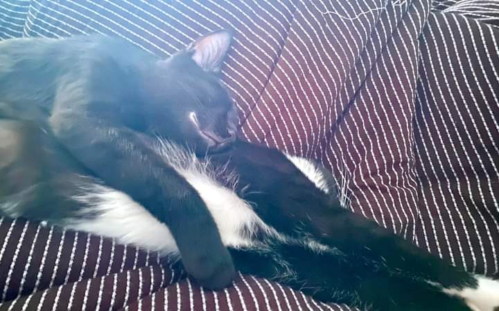 Enlarge Kelsie, a Adopted Domestic Short Hair in Rochester, NY image 5/5