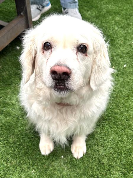 Enlarge Missy, a Adoptable Golden Retriever in Los Angeles, CA image 2/6