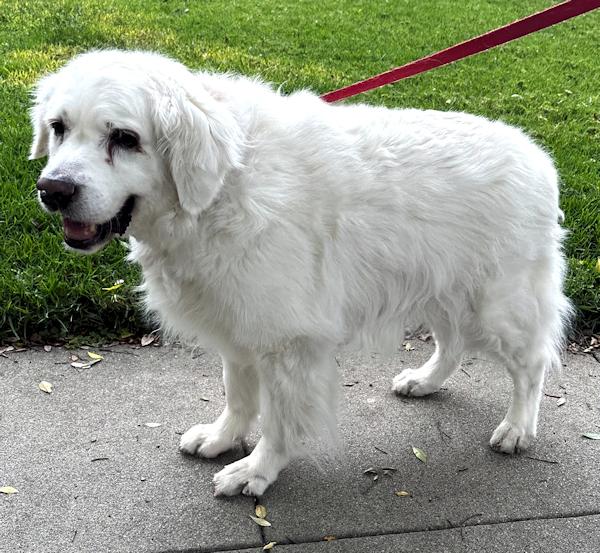 Enlarge Missy, a Adoptable Golden Retriever in Los Angeles, CA image 3/6