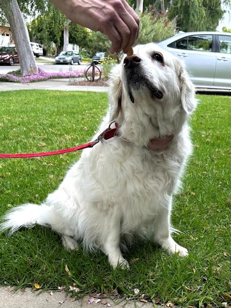 Enlarge Missy, a Adoptable Golden Retriever in Los Angeles, CA image 4/6