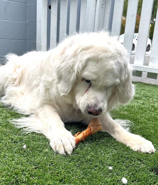 Enlarge Missy, a Adoptable Golden Retriever in Los Angeles, CA image 5/6