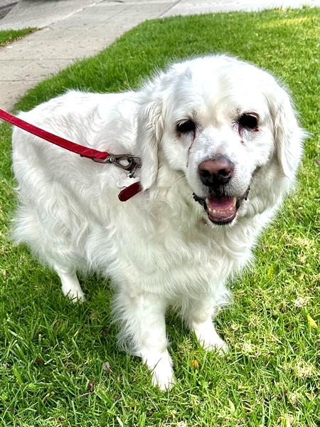Enlarge Missy, a Adoptable Golden Retriever in Los Angeles, CA image 6/6