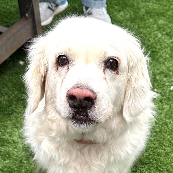 Enlarge Missy, a Adoptable Golden Retriever in Los Angeles, CA image 1/6