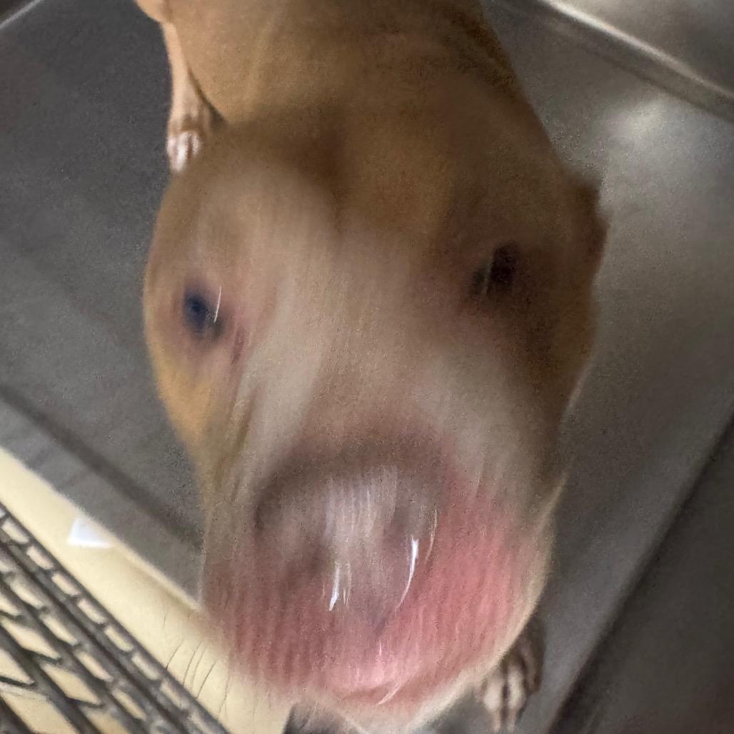 Slappy, Adoptable, Adult Female Mixed Breed.