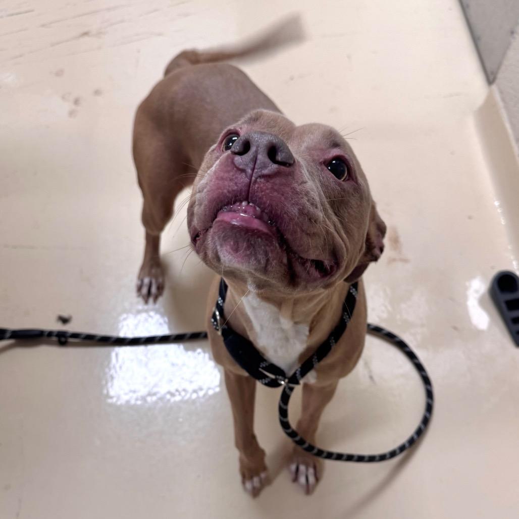 Enlarge Slappy, a Adoptable Mixed Breed in Winston-Salem, NC image 2/2