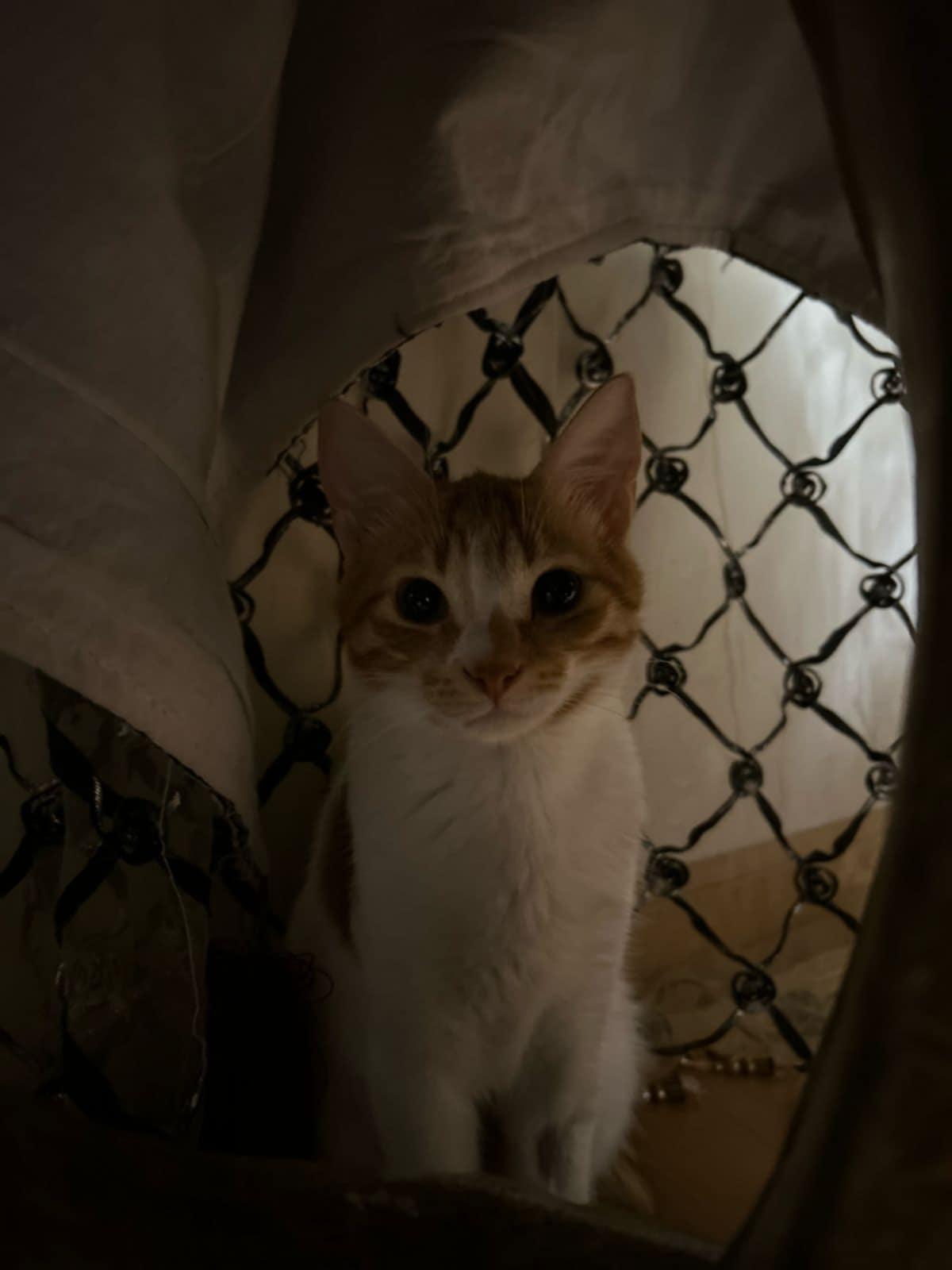 Betty, a Adopted Domestic Short Hair in Mississauga, ON image 3/6