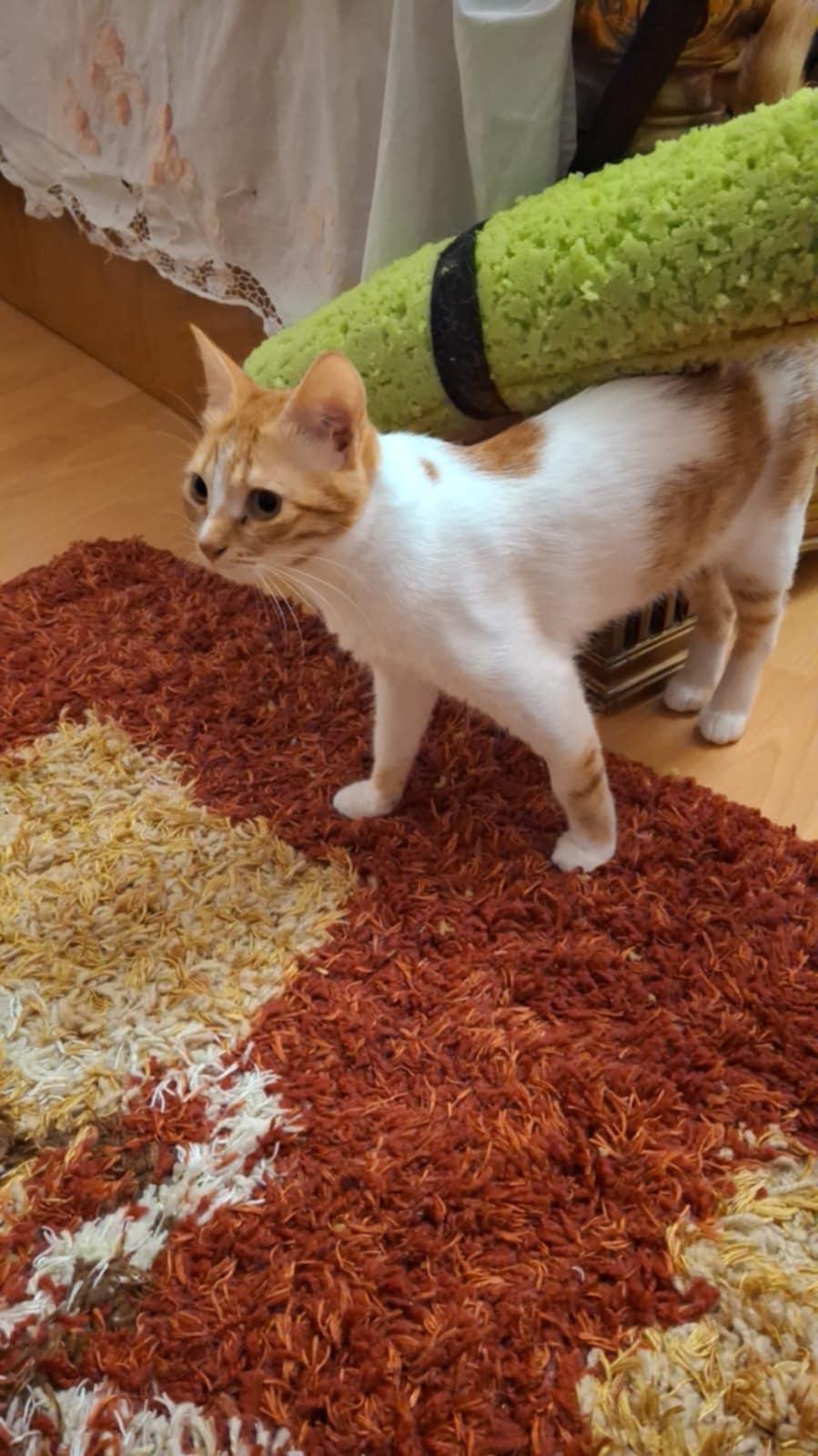 Betty, a Adopted Domestic Short Hair in Mississauga, ON image 2/6