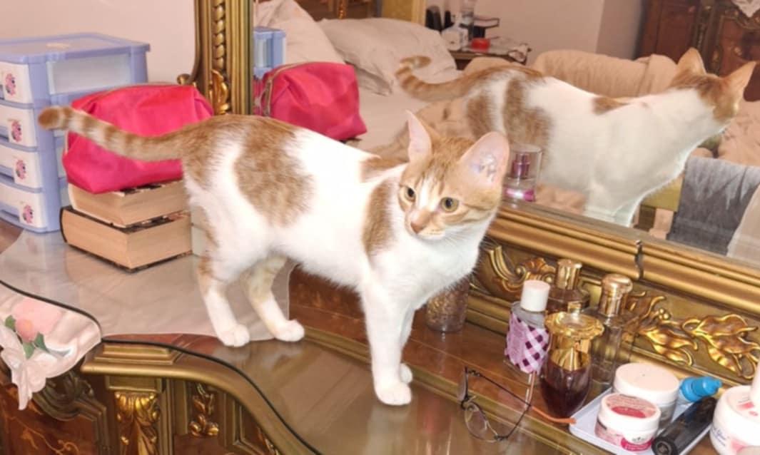 Betty, Adopted, Kitten Female Domestic Short Hair.