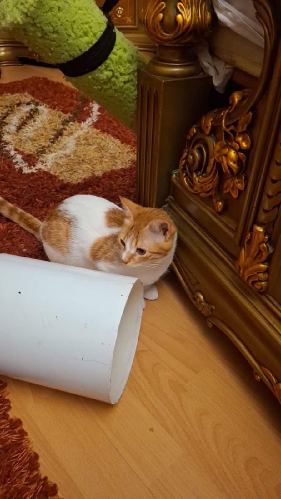 Betty, a Adopted Domestic Short Hair in Mississauga, ON image 4/6