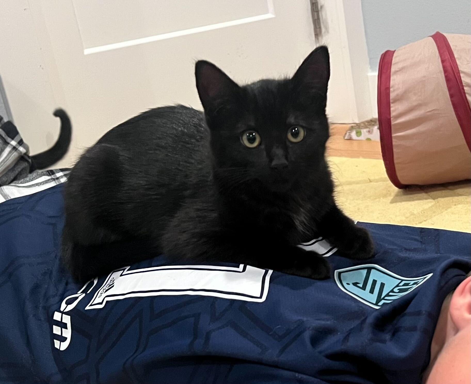 Enlarge Coffee and Cream, an adopted Domestic Short Hair in Seattle, WA image 5/6