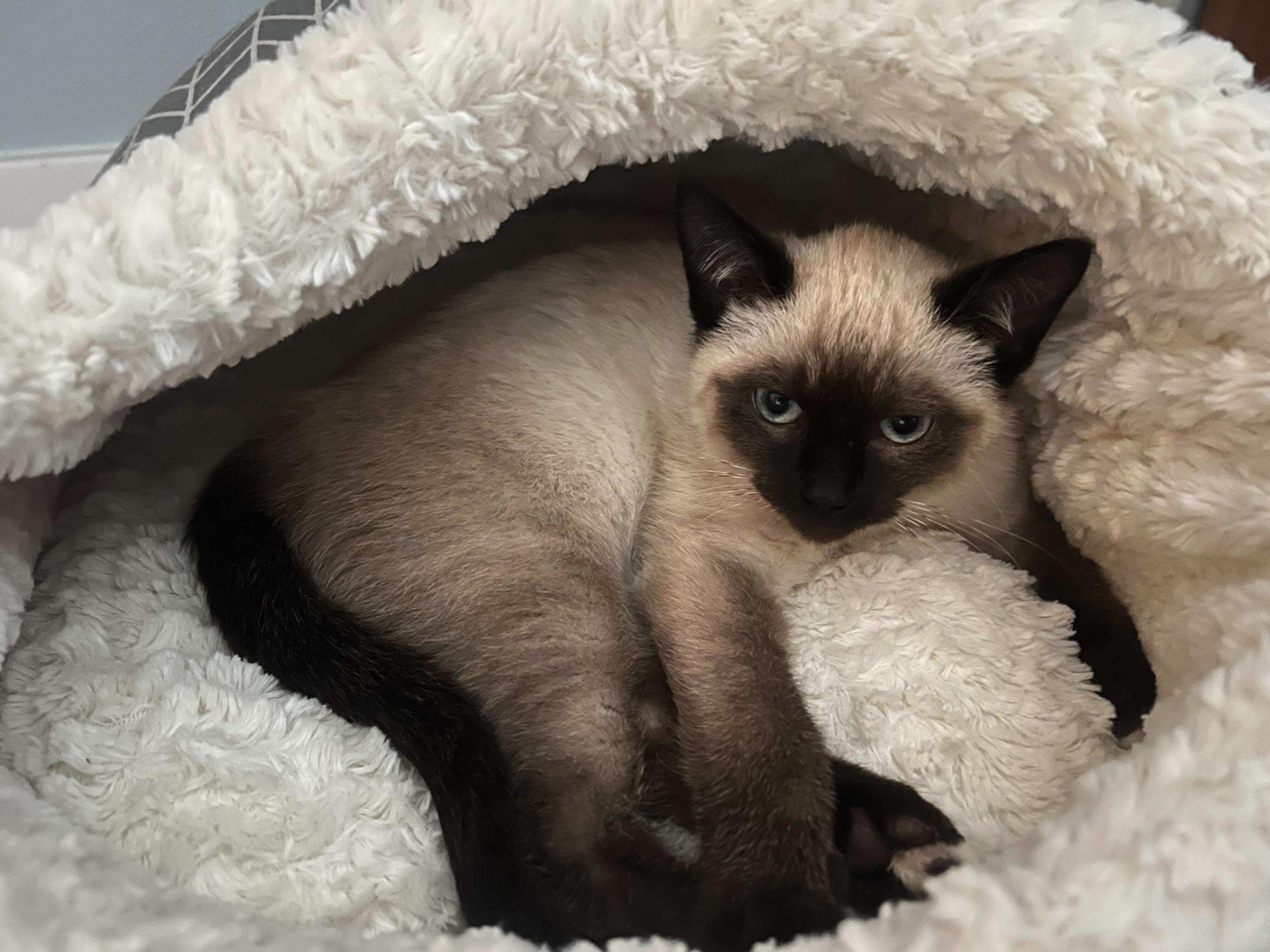 Enlarge Coffee and Cream, an adopted Domestic Short Hair in Seattle, WA image 4/6