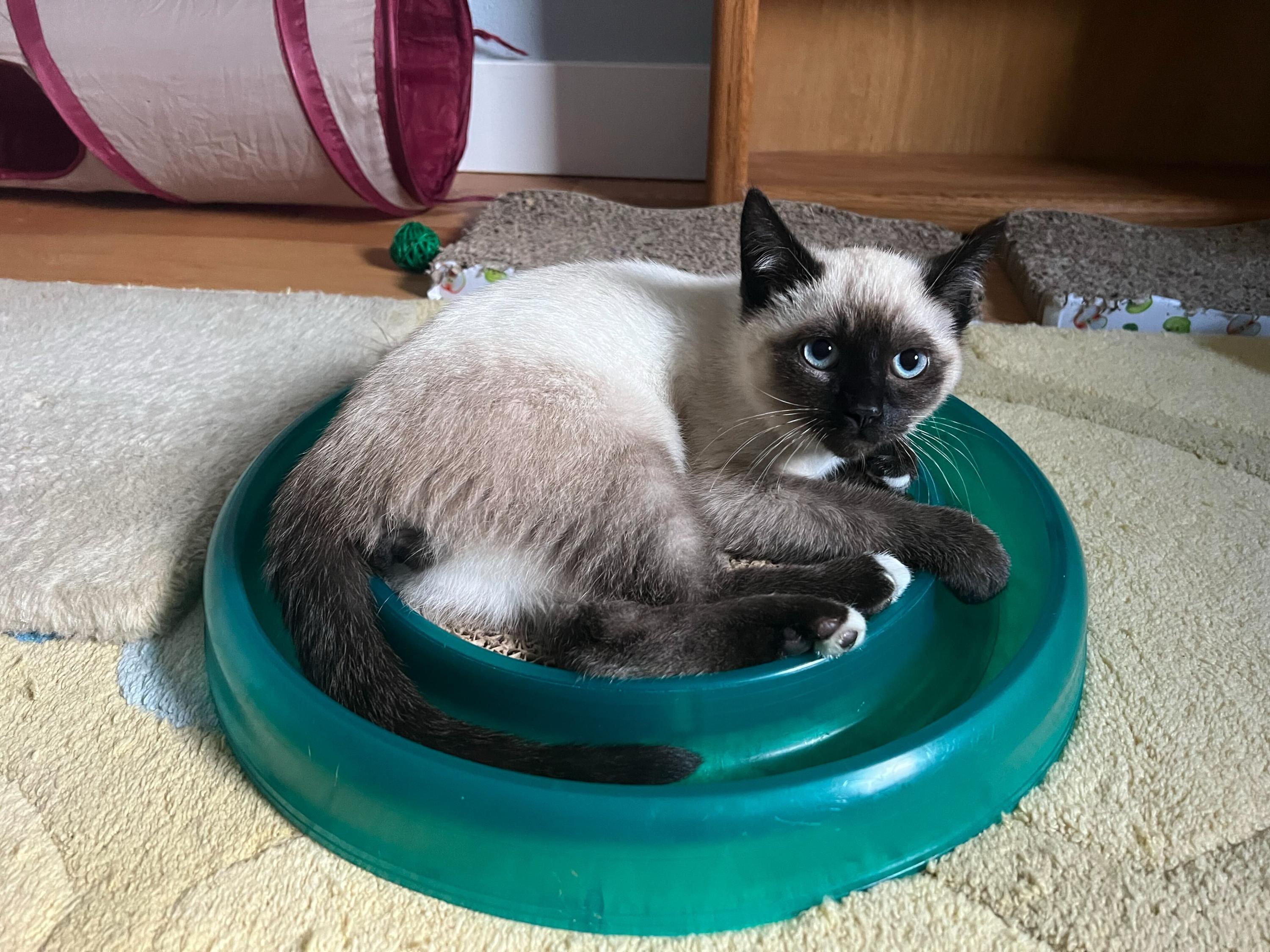 Enlarge Coffee and Cream, an adopted Domestic Short Hair in Seattle, WA image 6/6