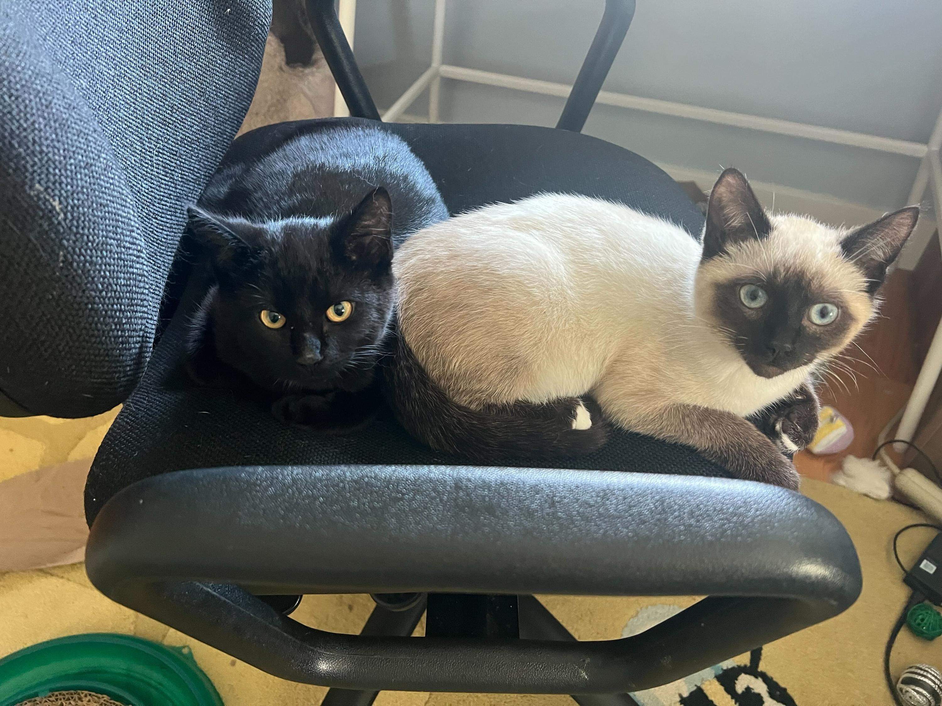 Enlarge Coffee and Cream, an adopted Domestic Short Hair in Seattle, WA image 2/6