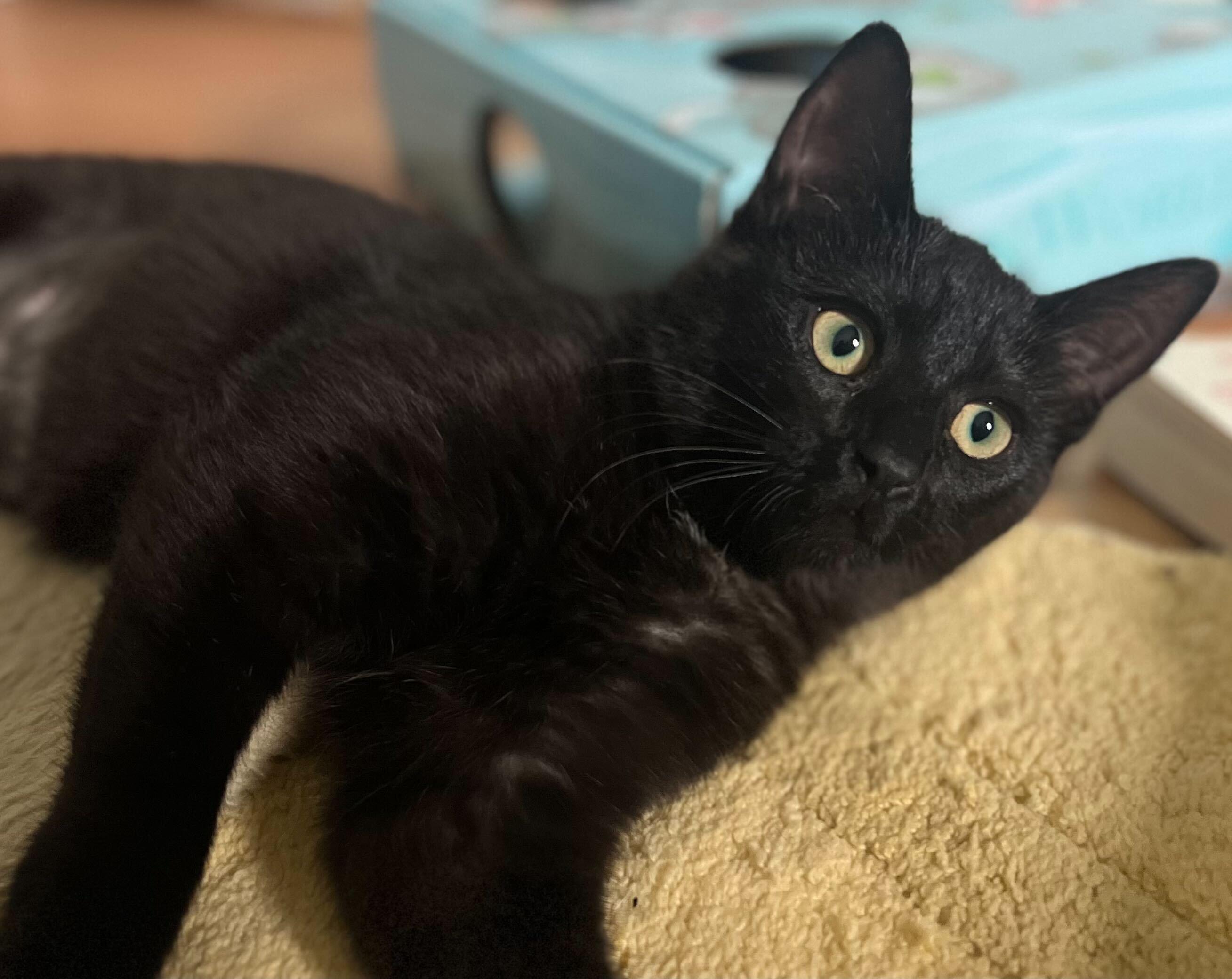 Enlarge Coffee and Cream, an adopted Domestic Short Hair in Seattle, WA image 3/6